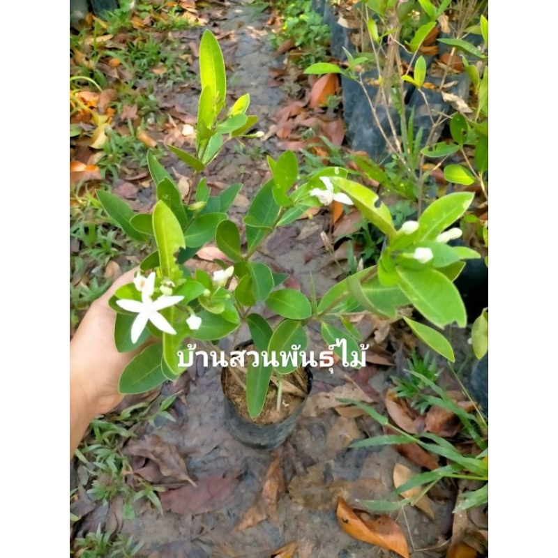 ต้นกลิ่นร่ำ ต้นอีล่ำ่ #ต้นมะลิป่า ต้นสูง 40-60 ซม. จัดชุด 2 ต้น