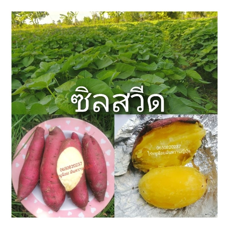 ยอดพันธุ์มันหวานญี่ปุ่นซิลสวีท​แท้100% 1ชุด 100​ยอด​ ยอด​ เนื้อเหลืองหวานอร่อยปลูกง่ายปลูกได้ทุกสภาพดิน