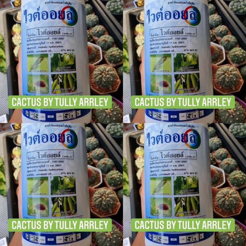 ไวต์ออยล์ น้ำมันธรรมชาติ (Natural oil) กำจัดศตรูพืช(เพลี้ยไฟ/แป้ง/หอย)ปลอดภัยสูง เคลือบผิวไม้ให้เงางามไม่ทิ้งคราบ – โปรปัง