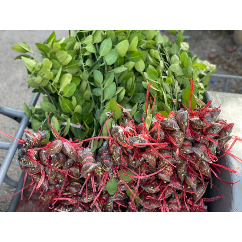 มะนาวแป้นพวงบ้านแพ้ว กิ่งตอน