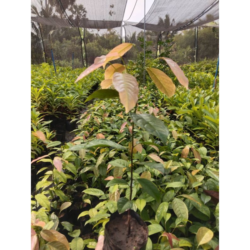 โปรสั่ง10ต้นแถม1คีเปล ต้นสูงขนาดประมาณ 25-30 ซม.(ต้นไม้มหัศจรรย์ผลทานเเล้วตัวหอม)