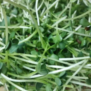 เมล็ดไควาเระ เมล็ดต้นอ่อนหัวไชเท้า เมล็ดเพาะงอก Microgreen ผักเพื่อสุขภาพ
