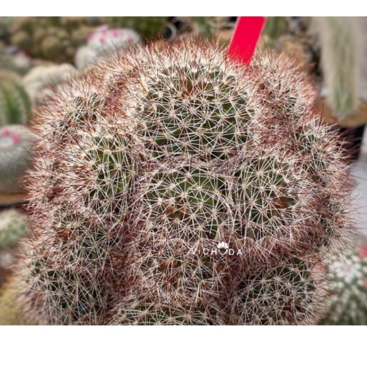 Mammillaria Marcosii l แมมมาคอสซิไอ หนามแดง