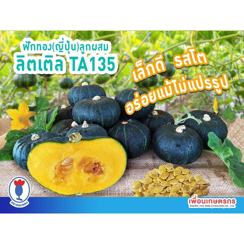 เมล็ดฟักทองสังขยา ฟักทองญี่ปุ่น ลูกเล็ก ผลดก รสชาติดี เนื้อแน่น หวานมัน จากไต้หวัน ปลูกได้ตลอดปี