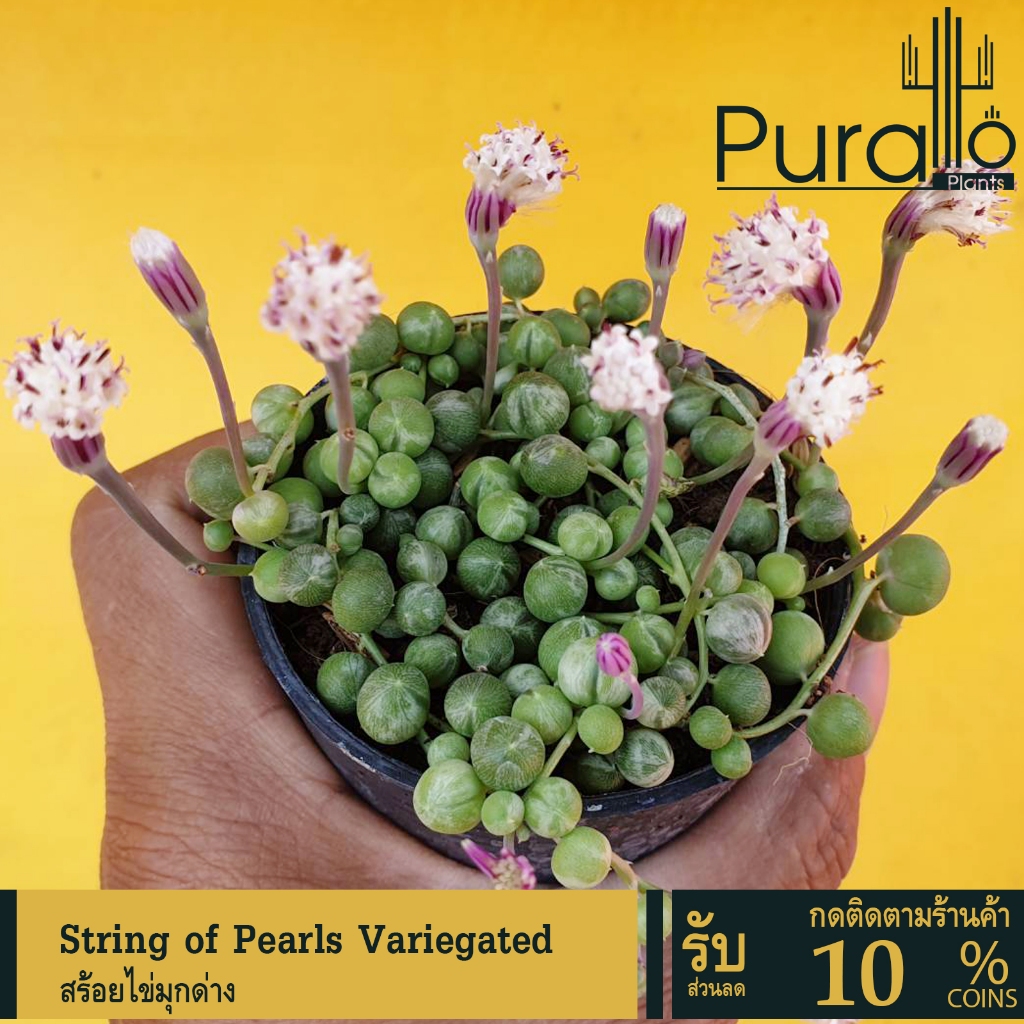 ต้นกุหลาบหิน สร้อยไข่มุกด่าง String of Pearls Variegated #Senecio #Variegated #ไม้อวบน้ำ #Succulent