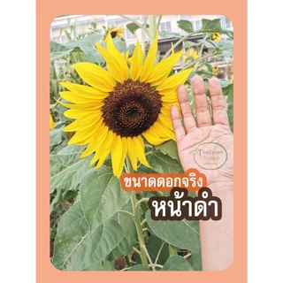 เมล็ดดอกทานตะวันดอกใหญ่ ปลูกดอกสวยงาม สายพันธุ์เชียงใหม่1 ขายเป็นกิโลกรัม