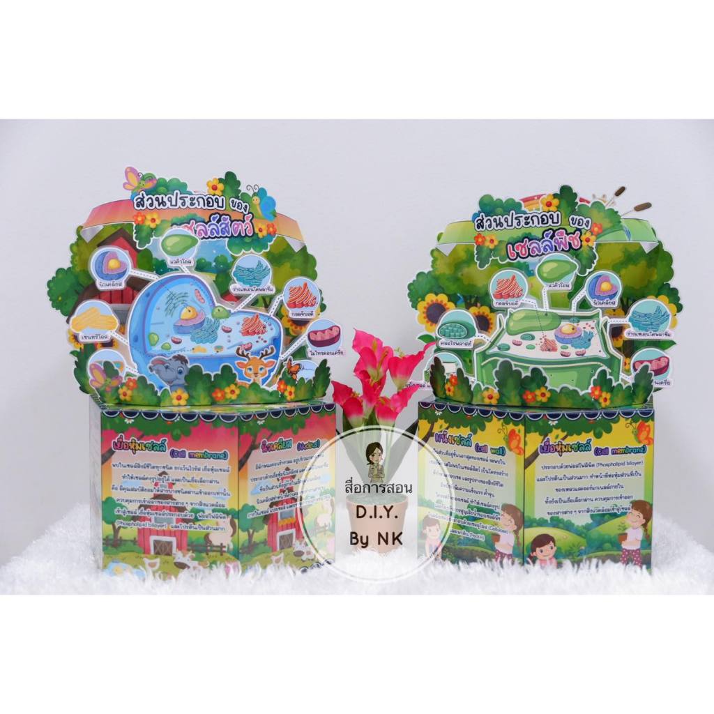 **สื่อครบเซ็ท** Box 6 เหลี่ยม รายวิชาวิทยาศาสตร์ เรื่อง เซลล์พืช เซลล์สัตว์