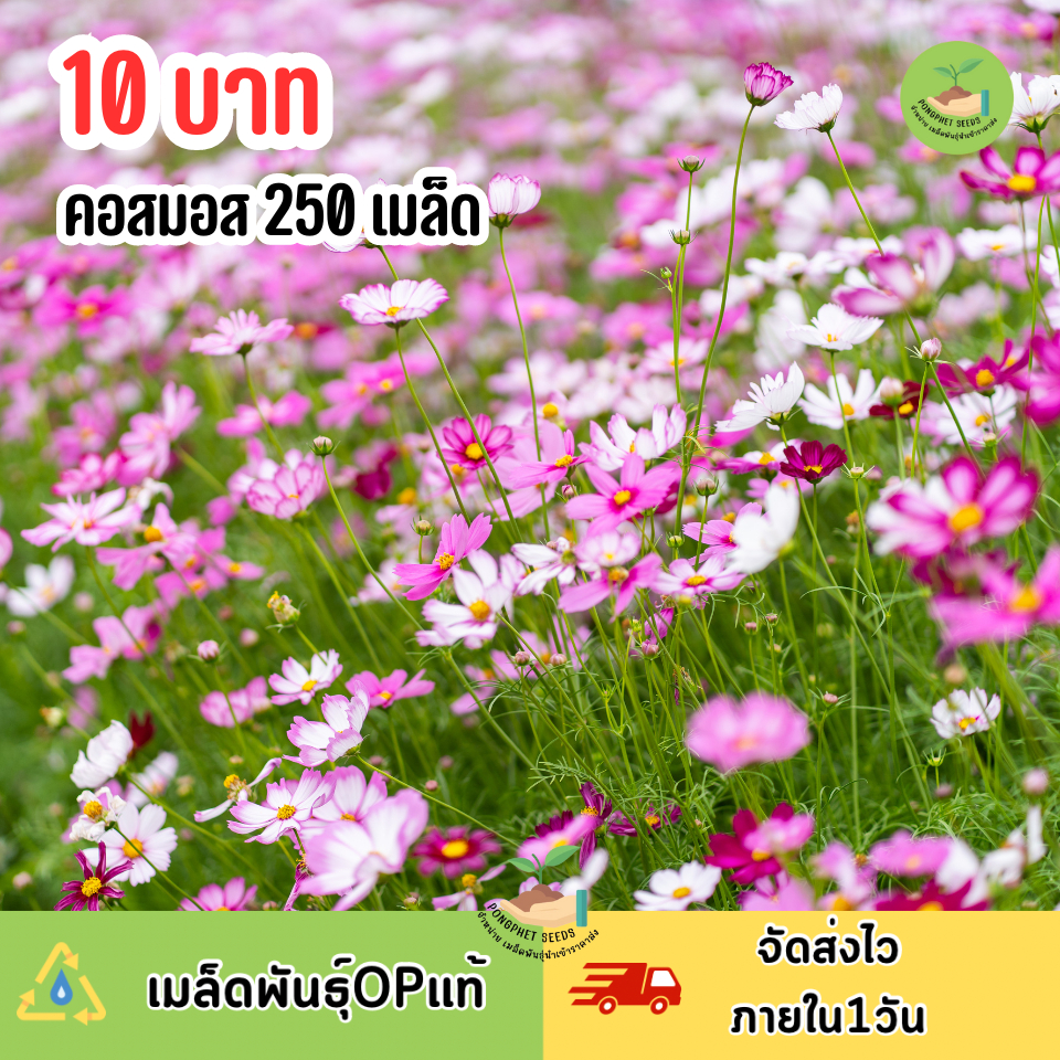 ดอกคอสมอส250เมล็ด ถูกที่สุด อัตรางอกสูง🌸