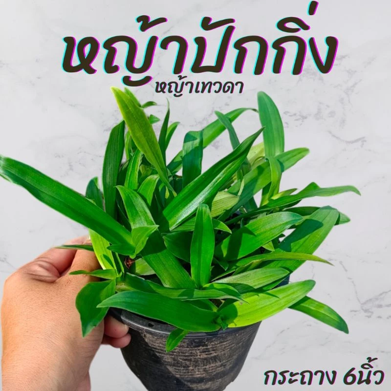 ต้นหญ้าปักกิ่ง (หญ้าเทวดา)