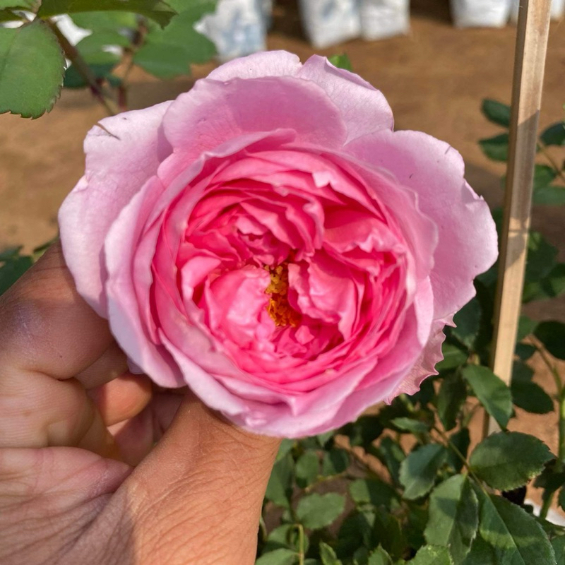 กุหลาบ Huntington Rose (ฮันติงตัน โรส) ดอกสีชมพูสวย กุหลาบพุ่มกึ่ง เลื้อย ส่งติดดอก