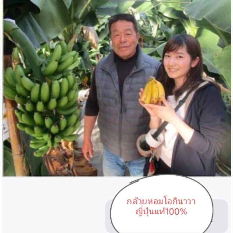 กล้วยหอมโอกินาวา รสชาติ หอม หวานอร่อยมาก  หน่อขุดสด ยาว40-100cm รับประกันแท้100% ราคา ถูกที่สุด ดีลบีเคเค