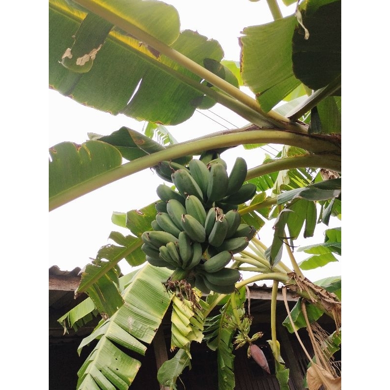 กล้วยทิพรส กล้วยเทพรส หน่อกล้วยทิพรส หน่อกล้วยเทพรส กล้วยโบราณ ขุดสดพร้อมส่ง