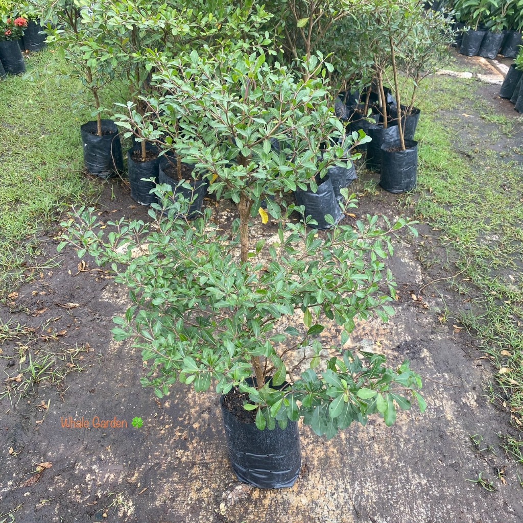 ต้นแผ่บารมี หูกระจง (Ivory coast almond) ไม้ยืนต้น สร้างร่มเงา (รับประกัน ส่งใหม่ฟรี หากสินค้าเเสียหาย!!)