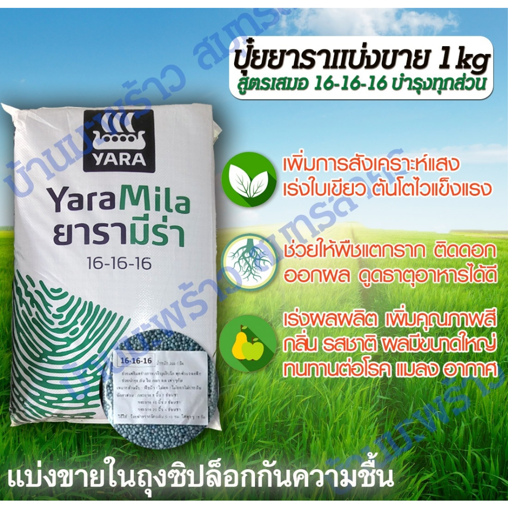 แบ่งขาย1kg! ปุ๋ยเคมี สูตรเสมอ 16-16-16 ปุ๋ยยารา เรือใบ ปุ๋ยยูเรีย เร่งใบเขียว ลำใหญ่ แตกดอก ออกผลมาก เหมาะพืชทุกช่วงวัย