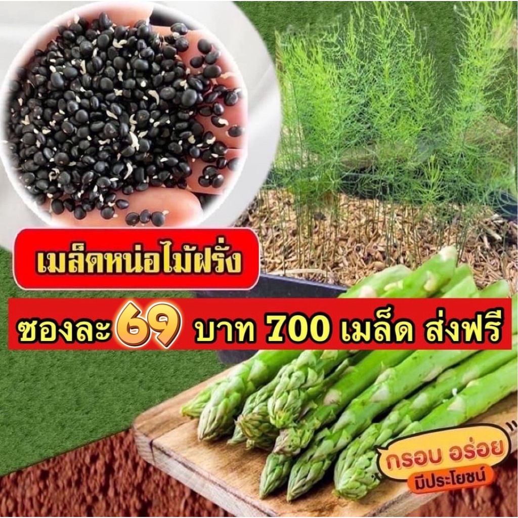 พร้อมส่งทุกวัน เมล็ดหน่อไม้ฝรั่งพันธุ์บร็อคอินพรูฟ 700 เมล็ด อัตรางอกดี ปลูกง่าย โตไว ให้ผลผลิตดี