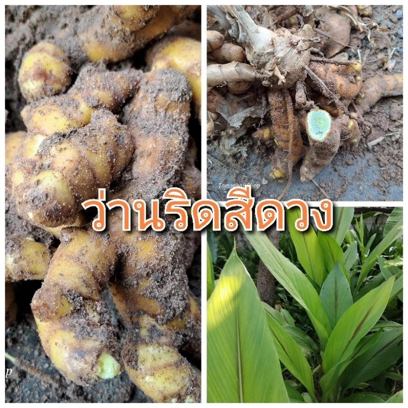 ว่านริดสีดวง ( หัวเหง้าสำหรับเพาะปลูก )