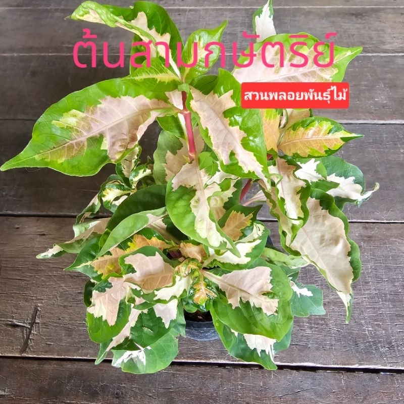 ต้นสามกษัตริย์ กระถาง6"(คือต้นไม้ที่รวมเงินทองนาค อยู่ในต้นเดียวกัน)