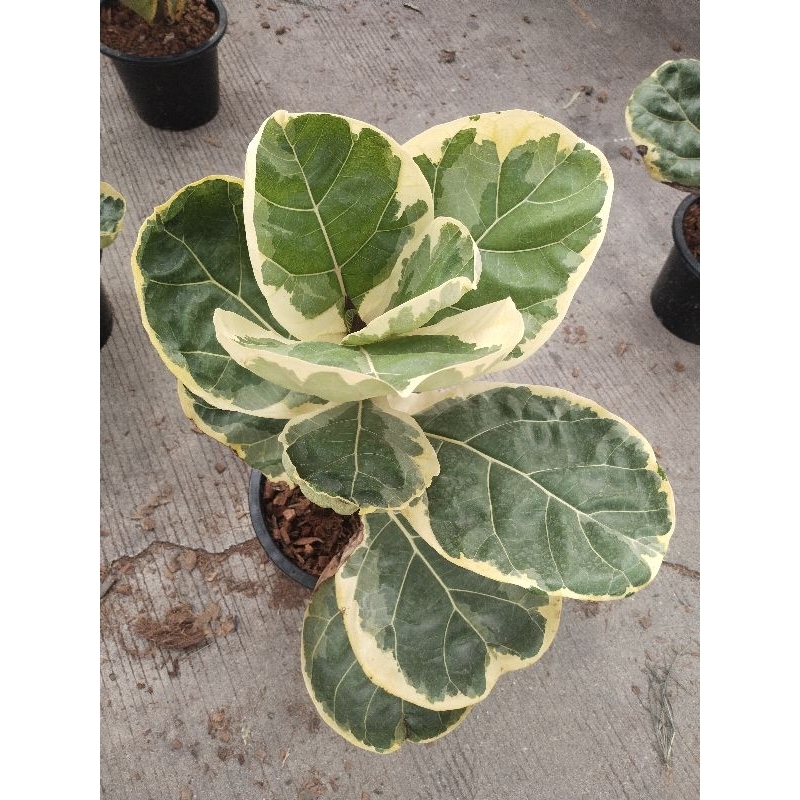 ไทรใบสักด่าง Fiddle Fig  variegated  ขนาดใหญ่ 60-80 ซม.