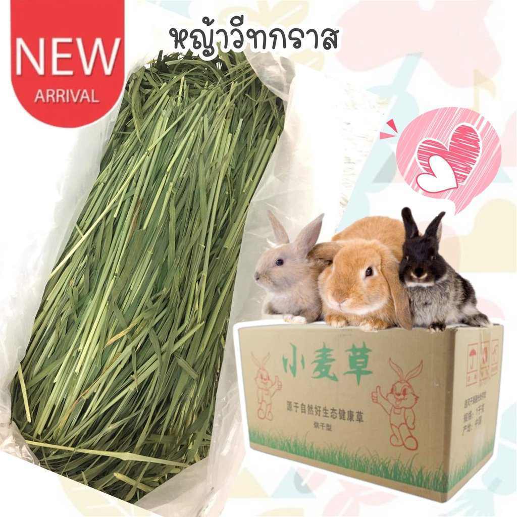 CatHoliday หญ้าวีทกราสกล่อง หญ้ากระต่าย Wheat grass