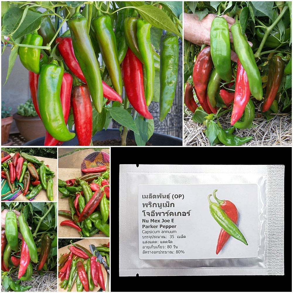 เมล็ดพันธุ์ พริกนูเม็ก โจอีพาร์คเกอร์ Nu Mex Joe E Parker Pepper 35 เมล็ด คุณภาพดี ของแท้ 100%