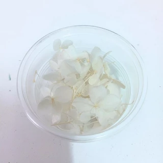 กลีบไฮเดรนเยียอบแห้ง ดอกไม้แห้งพร้อมส่ง มีหลายสีให้เลือก