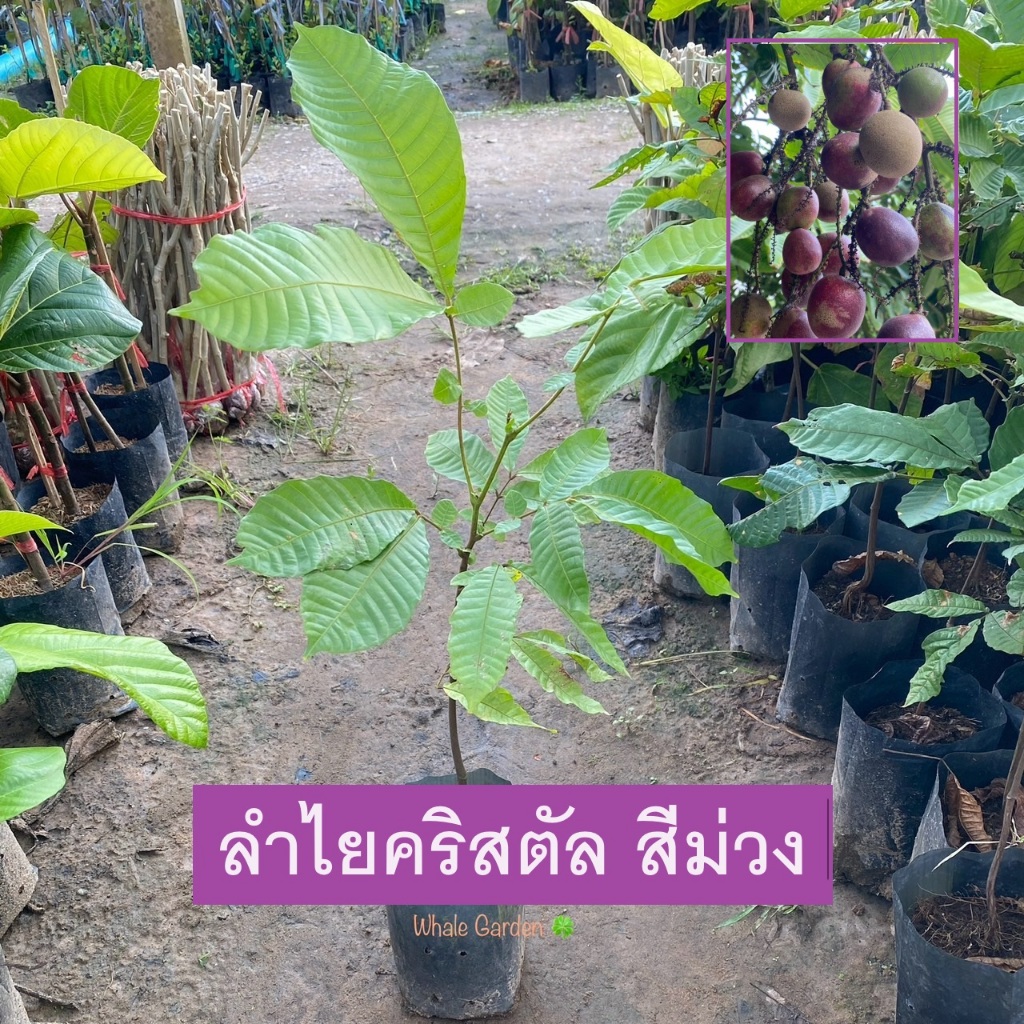 ต้นลำไยคริสตัล ลำไยคริสตัล สีม่วง (Dimocarpus Longan) ไม้ผล หายาก (รับประกัน ส่งใหม่ฟรี หากสินค้าเเสียหาย!!)