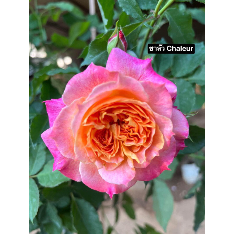 กุหลาบ-ชาลัว Chaleur  เปลี่ยนสี (เหลืองส้ม ชมพู แดง) หอมกลิ่นชา บานทน เลี้ยงง่าย