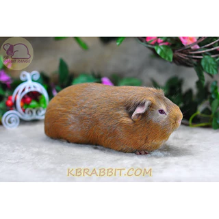 CavyO Suitab For ALL GUINEAPIG1kgอาหารหนูเควี(แกสบี้หนูตะเภาวิตามินซีสูงใช้วิตามินซีคุณภาพดีที่คงอยู่ให้เม็ดอาหารได้จริง