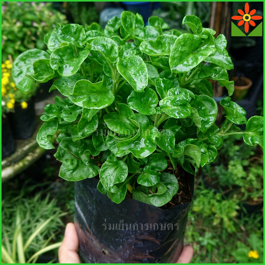 ต้นผักเป็ด เขียว ในถุงดำ 5.5 นิ้ว ผักเป็ดเขียว แตกรากแล้ว พร้อมปลูกต่อ