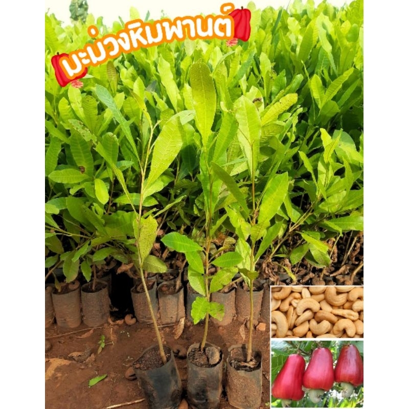 ต้นมะม่วงหิมพานต์ เพาะเมล็ด ต้นเเข็งเเรง  เสียหายจากขนส่งเคลมฟรี ราคา ถูกที่สุด ดีลบีเคเค