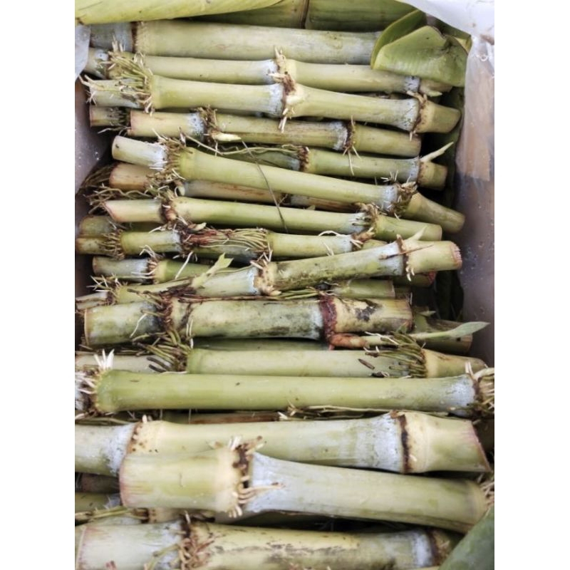 ท่อนพันธุ์อ้อยไข่ ชุดละ200บาทมี40ข้อตา ชุดละ400บาทมี100ข้อตา
