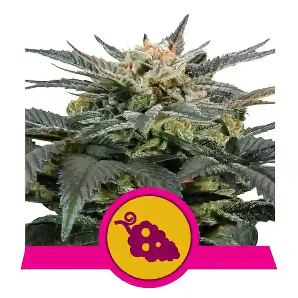 Fruit Spirit | Royal Queen Seeds