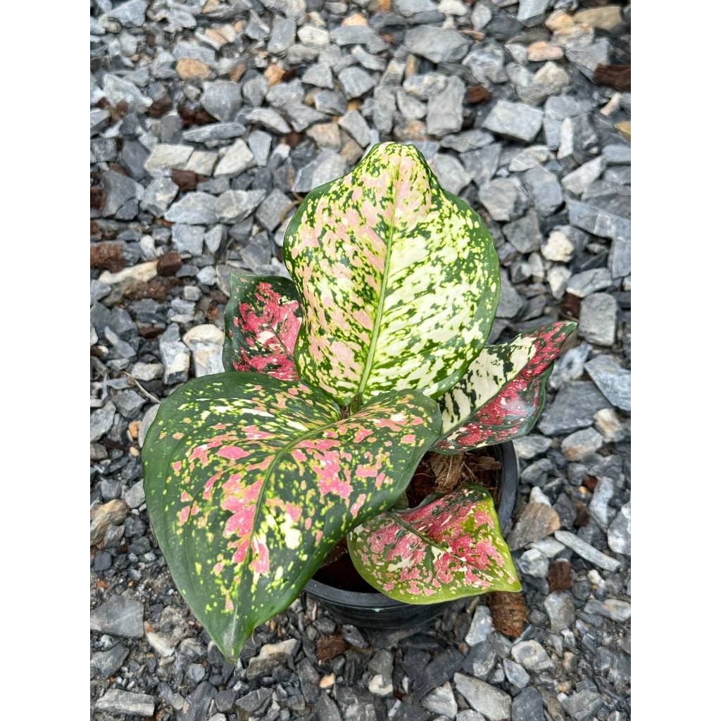 มุมมอง 2