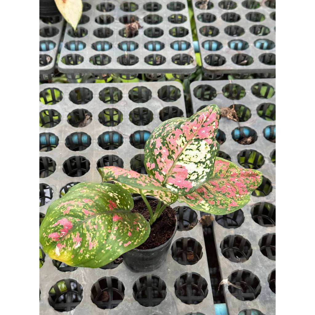 มุมมอง 3