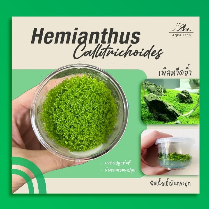 (ส่งด่วนจากกทม.) เพิลหวิดจิ๋ว ไม้น้ำ ไม้เนื้อเยื่อ ไม้พื้นสนามหญ้า ☘️🌱 Carpet plant