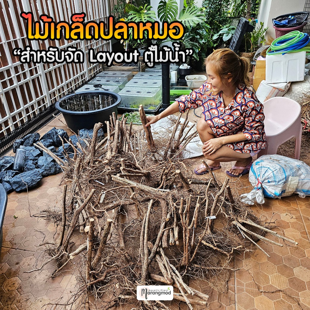 ไม้เกล็ดปลาหมอ รากปลาหมอ สำหรับจัด Layout ตู้ไม้น้ำ | Marangmod