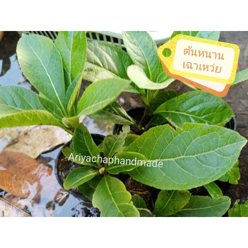 ต้นหนานเฉาเหว่ย​ กระถาง2นิ้ว​มีรากเดินพร้อมปลูก (พร้อมส่ง)