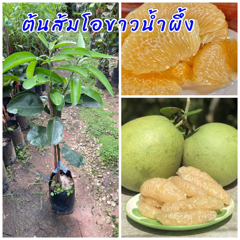 ต้นส้มโอขาวน้ำผึ้ง เสียบยอด ผลเนื้อรสหวาน ผลใหญ่ติดปลดกมาก ปลูกปีเดียวติดผล ปลูกง่าย ขนาดต้น60ซม.