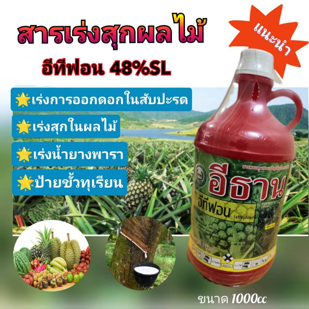 อีธาน อีทีฟอน (ethephon) 48%..SC เร่งการออกดอกสับปะรด เร่งสุกผลไม้ เร่งน้ำยาง ป้ายขั้วผลไม้ ยาหยอดสับปะรด บ่มกล้วย