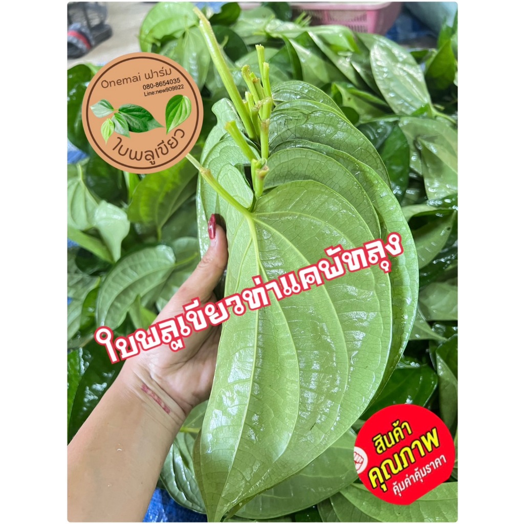 ใบพลูเขียวใต้ (จำนวน 1000 กรัม) พลูท่าแคพัทลุง พลูกินหมาก พลูคัด พลูพาไปม้วน ไซส์รวม เก็บสดจากสวนทุกวัน