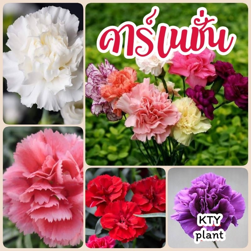 ดอกคาร์เนชั่น​ 20 เมล็ด ดอกไม้ คารเนชั่น