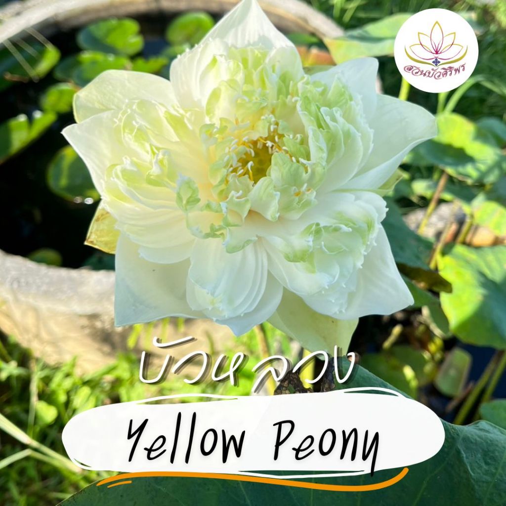 ต้นพันธุ์ บัวหลวง เยลโล่ พีโอนี (Yellow Peony)