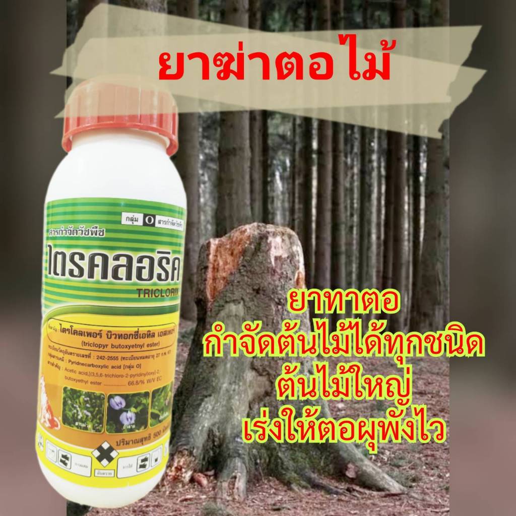 ไตรคลอริค ยาฆ่าตอไม้ กำจัดเถาวัลย์ ย่านเชือก เครือเขา กำจัดต้นไม้ใหญ่ ยืนต้นตาย