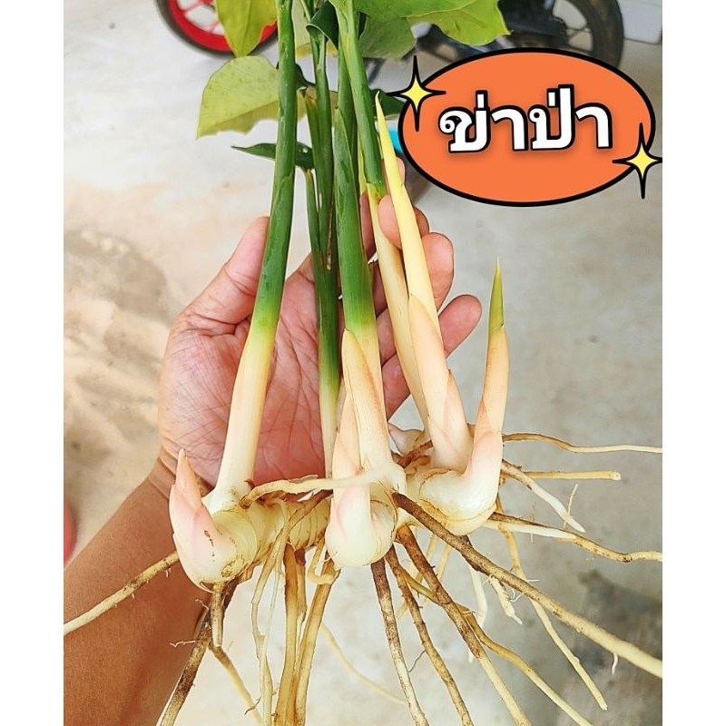 ต้นพันธุ์ข่าป่า,ข่าลิง ชุด 10ต้น กลิ่นหอมเเรงดับกลิ่นคาวได้ดี รสเผ็ดร้อน รับประทานได้ทั้งหัวเเละดอก ส่งวันต่อวัน