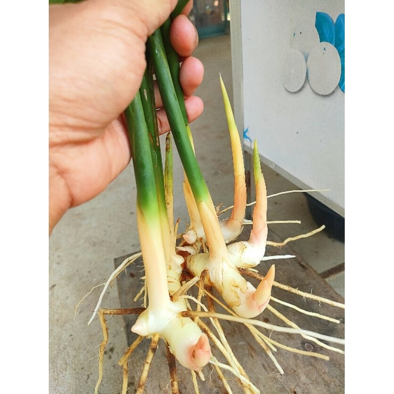 ต้นพันธุ์ข่าป่า,ข่าลิง ชุด 10ต้น กลิ่นหอมเเรงดับกลิ่นคาวได้ดี รสเผ็ดร้อน รับประทานได้ทั้งหัวเเละดอก ส่งวันต่อวัน - รูปที่ 2