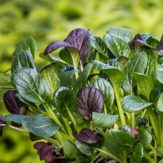 500 เมล็ด ปวยเล้ง (Spinach) เมล็ดปวยเล้ง รูปที่ 8