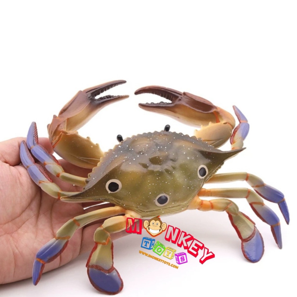 Monkey Toys - โมเดลสัตว์ Crab ปู ม้า สามจุด ขนาด 23.00 CM (จากหาดใหญ่)