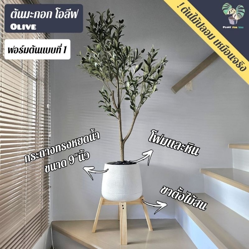 ต้นมะกอก โอลีฟ ปลอม olive 65cm./120cm./150cm. (ต้นไม้ปลอมเกรดพรีเมี่ยม) (Fake tree) ครบชุดพร้อมโชว์ iplant_for_you