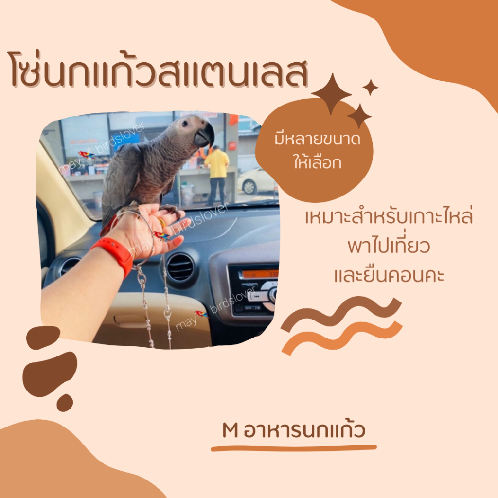 โซ่นกแก้วสแตนเลสแท้ เหมาะ สำหรับนกแก้วซันคอนัวร์พร้อมชุดห่วงตัว s ความยาว22นิ้ว