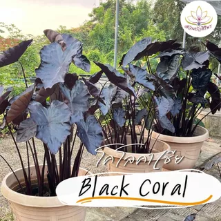โคโลคาเซีย แบล็คโครอล Colocasia Black Coral